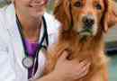 heartworm Dog: quel est-il et pourquoi devrais-je l`empêcher?