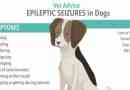 L`épilepsie chez les chiens, les causes, les types, les symptômes, le diagnostic, le traitement