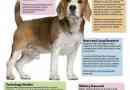 Infographic: la vie d`un beagle de recherche