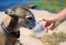 Est-ce que votre chien boit trop d`eau?