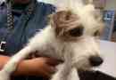 Manquant chien pennsylvanie trouvé 3000 miles dans oregon