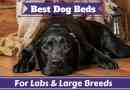 Les meilleurs lits de chien pour les laboratoires et les grands chiens examinés