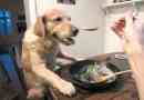 chien Vegan de recettes de cuisine: l`alternative vegan pour votre ami canin