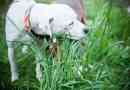 Pourquoi les chiens mangent de l`herbe: les raisons principales et curiosités intéressantes