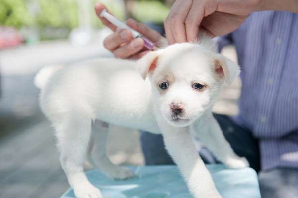 Puppy calendrier de tir: l`importance de la vaccination