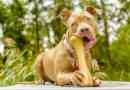 11 faits de chiens intéressants pour les enfants sur le comportement canin
