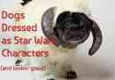 15 chiens habillés comme star wars caractères