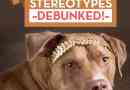 5 stéréotypes les plus courants de la race de chien démystifié