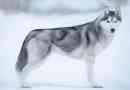 chien d`Alaska se reproduit: l`esprit du Nord dans votre compagnon canin