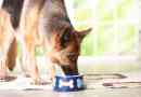 Demandez à un vétérinaire: devrais-je être nourris mon chien «superaliments»?