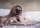 Demandez à un vétérinaire: pourquoi mon chien aiment dormir sous les couvertures?
