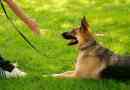 Demandez au formateur: enseigner à votre chien toute commande d`obéissance