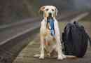 Backpacking avec des chiens: trucs et astuces essentiels