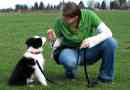 commandes de chien de base: camp d`entraînement canin