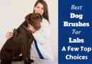 Meilleur brosse chien pour les laboratoires - un oeil à quelques premiers choix