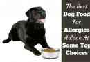 Meilleur nourriture pour chien pour les allergies: le traitement commence à partir de l`intérieur