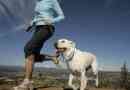 Les meilleurs chiens pour courir: mettre vos chaussures et amusez-vous!