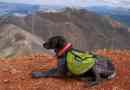 Les meilleurs chiens de randonnée: les meilleures races pour les randonneurs et les personnes actives