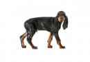 coonhound noir et tan