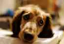 neuropathie Canine: les bases derrière ce trouble du nerf effrayant