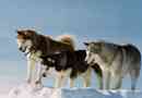 Froid races de chiens météo: grands compagnons extérieurs équipés pour périodes froides