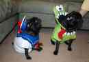 Diy chien costumes d`Halloween: idées étonnantes pour un temps incroyable ensemble