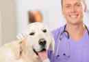 soins de chien: le choix d`un vétérinaire de votre chien approuvera