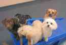 Les chiens qui restent petits: club canin américain présente 20 races de chiens miniatures