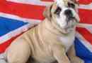 English Bulldog puppy images