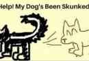 Cinq façons d`obtenir skunk odeur sur le pelage de votre chien