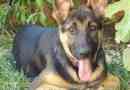 Allemand images berger chiot