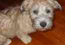 Glen of imaal terrier