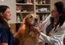 Hémangiosarcome chez les chiens: est-il un espoir?