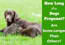 Combien de temps sont des chiens enceinte? Quelle est la période de gestation canine?