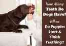 Combien de dents les chiens ont-ils? Quand les chiots perdent leurs dents?