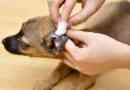 Comment nettoyer les oreilles remèdes, naturels et la maison de votre chien pour nettoyer les oreilles de chien