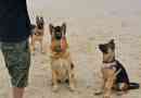 Comment enseigner à votre chien de berger allemand à siéger