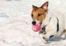 Hypothermie: garder votre chien en toute sécurité dans le froid