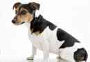 Un jack Russell Terrier