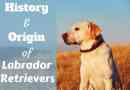 histoire du Labrador retriever: origines et moments marquants