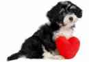 Nouvelle étude: la possession d`un chien peut réduire votre risque de maladie cardiaque
