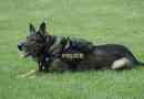 races de chien de la police: canines attraper les méchants