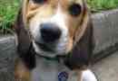 Les meilleures photos beagle chiot