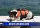 Ce chien est tombé à la mer et a été sauvé par les plaisanciers de passage, 3 heures plus tard