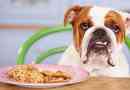 Top articles 10 ménagers qui pourraient nuire à votre chien