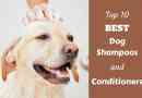 Top 10 classé meilleur shampooing pour chien et conditionneurs