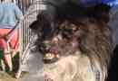 Vidéo: chien le plus laid du monde est couronné
