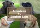 Quelle est la différence entre les labradors américains et anglais