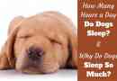 Pourquoi les chiens dorment tellement? Combien d`heures par jour les chiens dorment?
