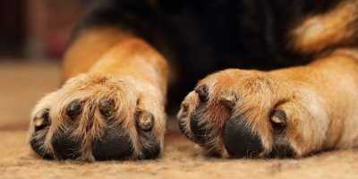 Infection à levures dans les pattes de chiens: diagnostic et gestion